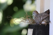 1st Nov 2018 - Flimsy Nest