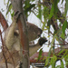 a hard rain will fall by koalagardens