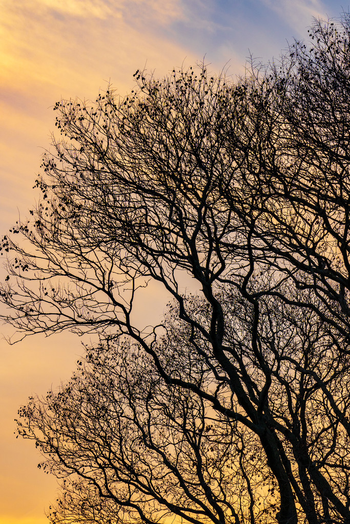 fall tree silhouette by jernst1779