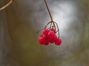 19th Nov 2018 - red berries