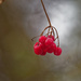 red berries by rminer