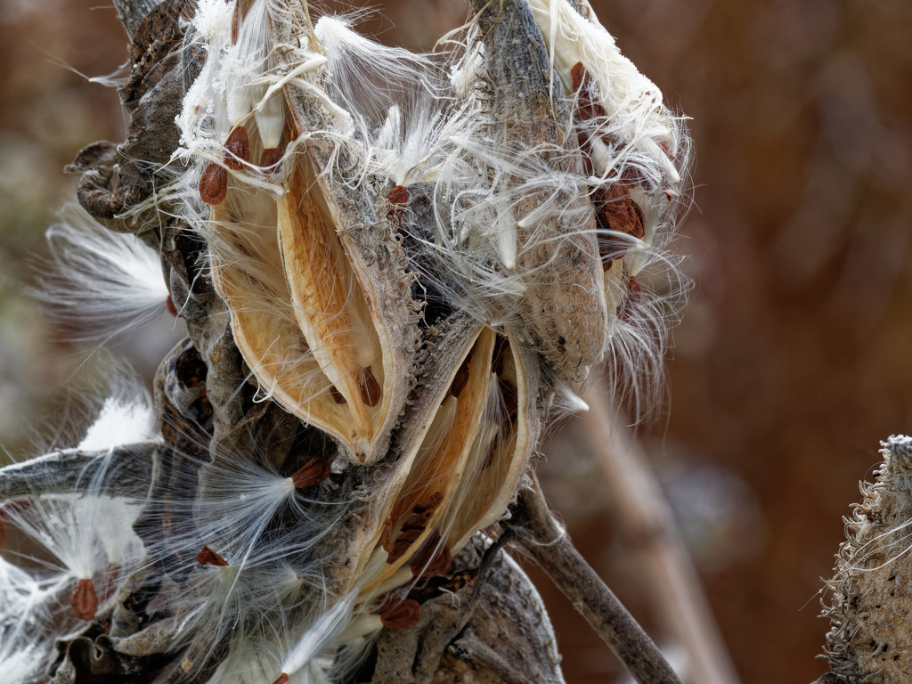milkweed pods and seeds by rminer