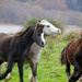 Galloping ponies by dailydelight