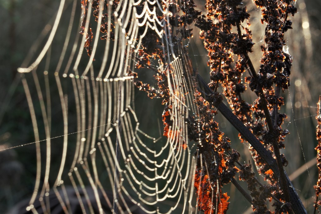 Spider Web; early morning by granagringa