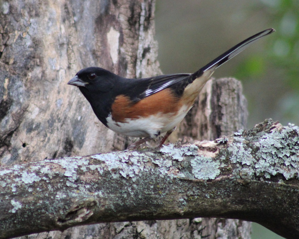 Mister Towhee by cjwhite