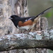 Mister Towhee by cjwhite