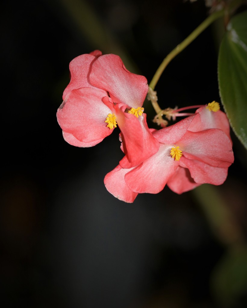 November 19: Begonia by daisymiller
