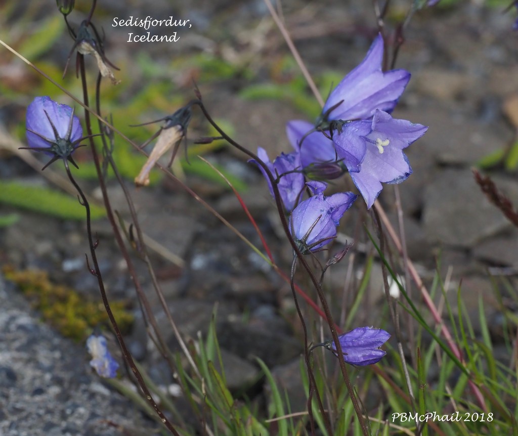 Harebell in Iceland by selkie