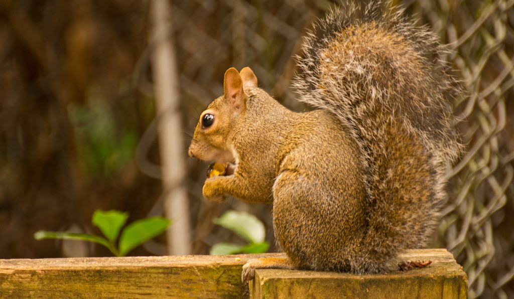 Mr Squirrel Having His Snack! by rickster549