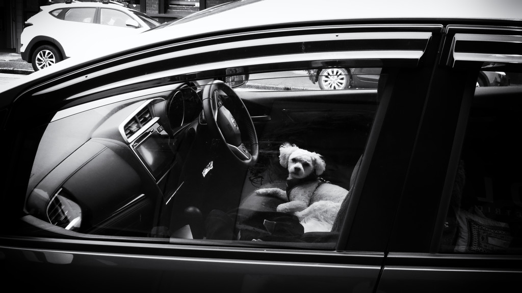 dogs in cars  by kali66