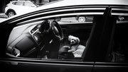 19th Nov 2018 - dogs in cars 