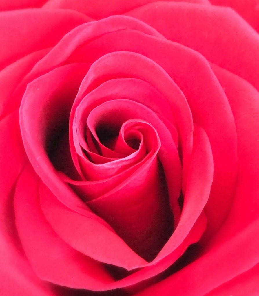 Rose Of All Roses by gardenfolk