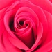 Rose Of All Roses by gardenfolk