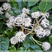 Fatsia Japonica in flower  by beryl