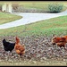 Free Range Chickens by vernabeth