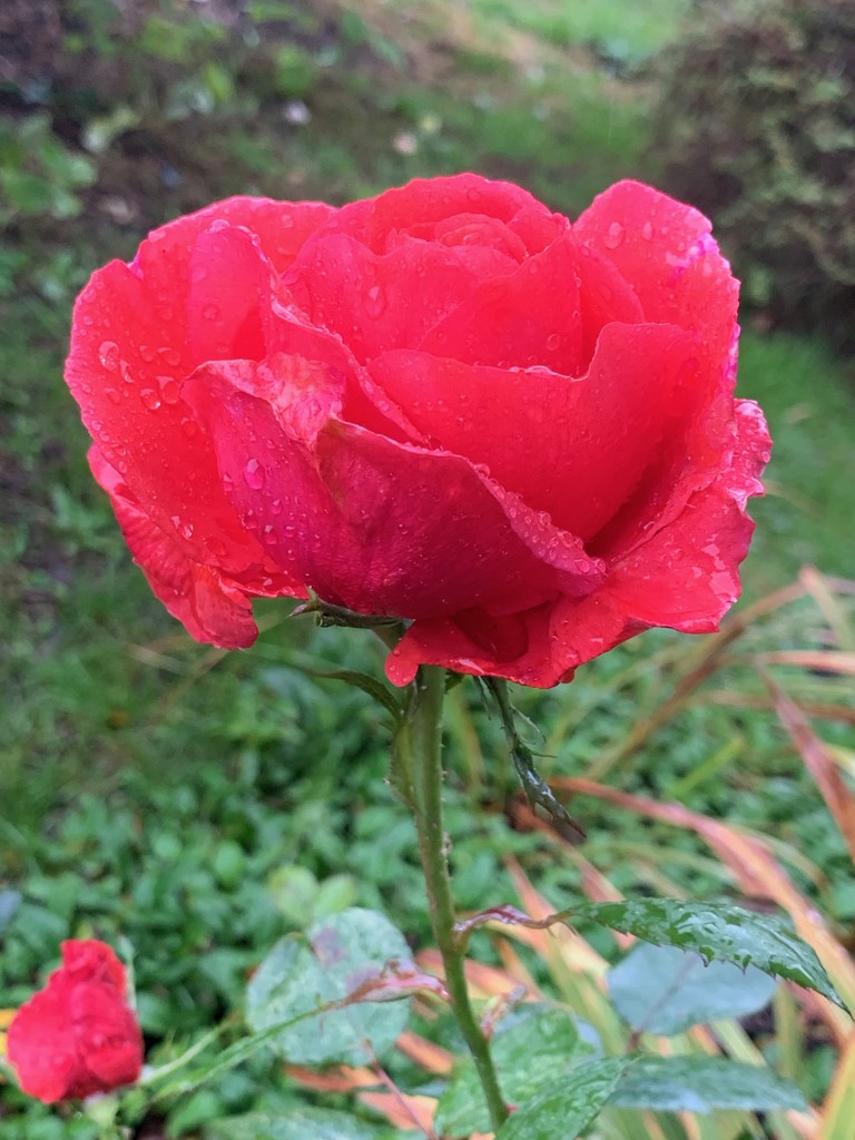 The last rose by 365projectmaxine