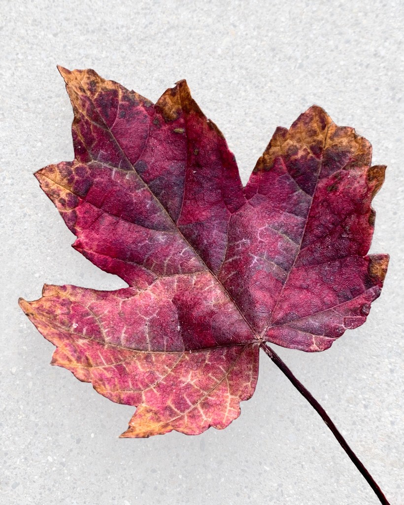 Fallen Leaf by shutterbug49
