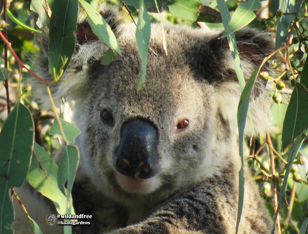 a new nose by koalagardens