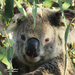 a new nose by koalagardens