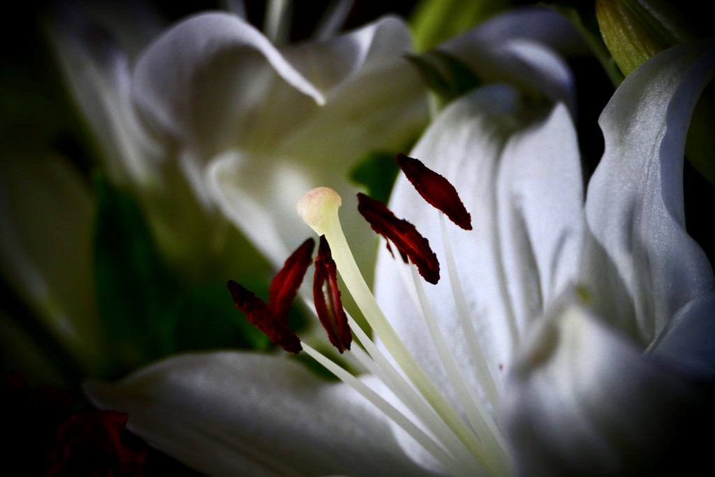 Dramatic Lilies  by carole_sandford