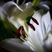 Dramatic Lilies  by carole_sandford
