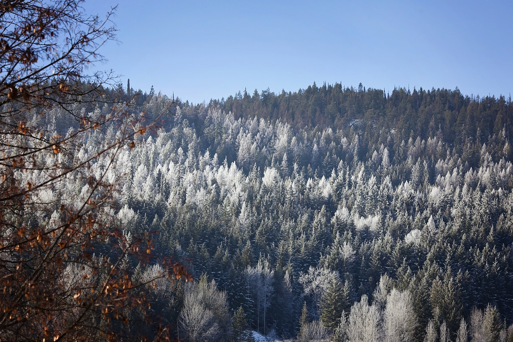 Frosted trees by kiwichick