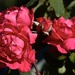 Lorna's Rose _DSC3327 by merrelyn