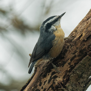 21st Nov 2018 - Red-breasted Nuthatch