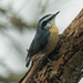 Red-breasted Nuthatch by rminer