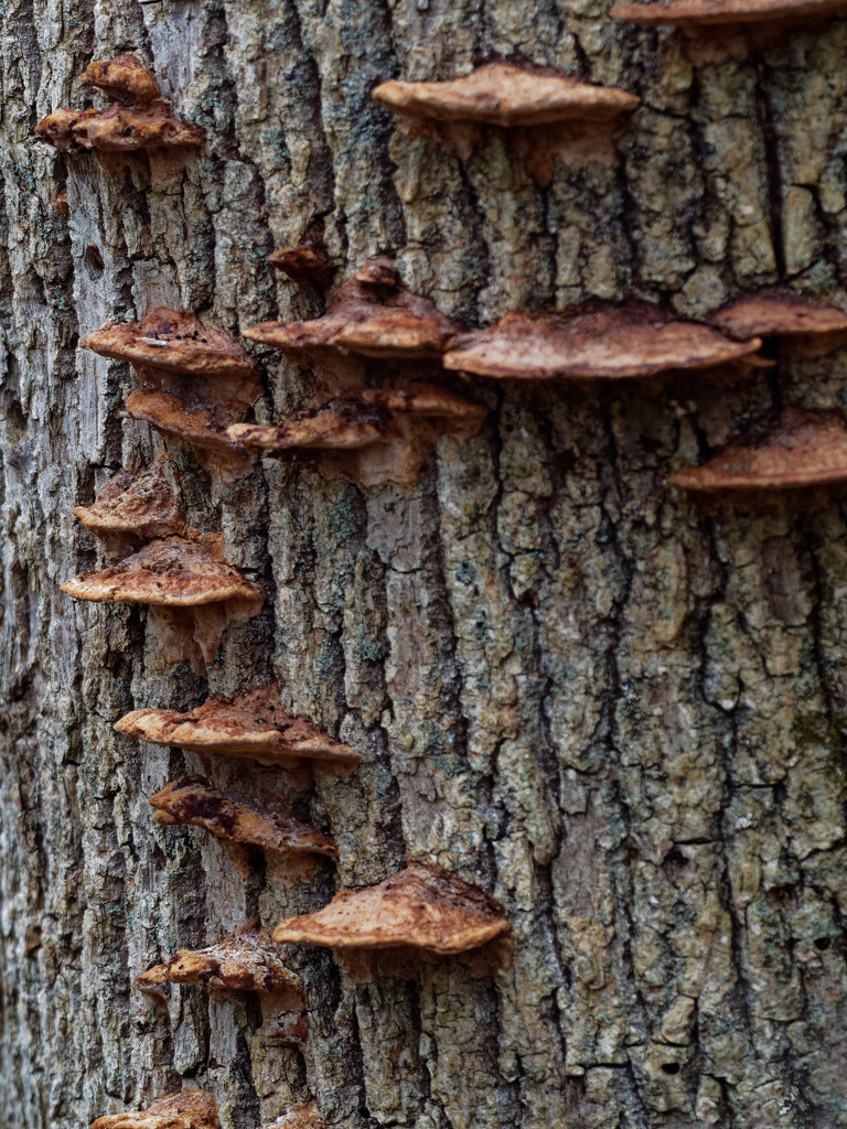tree fungus by rminer