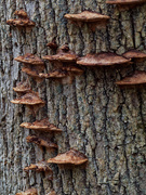 21st Nov 2018 - tree fungus