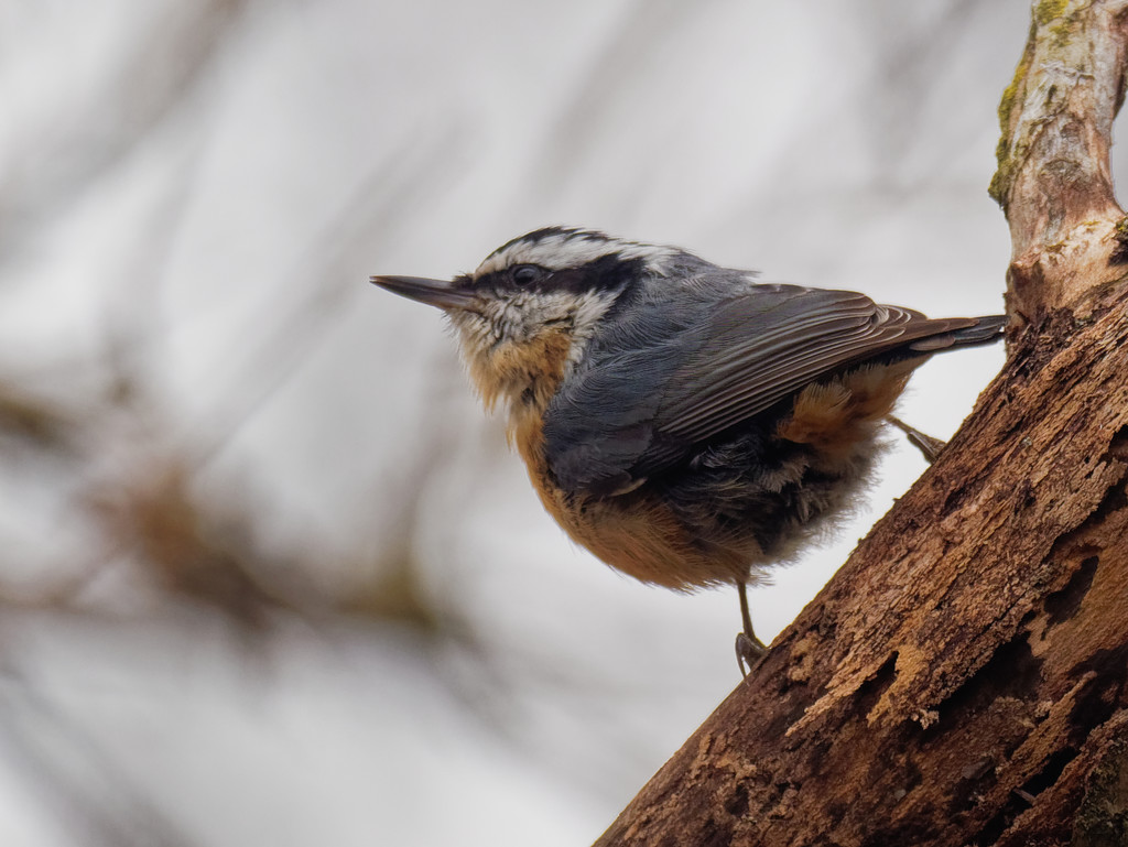 Red-breasted Nuthatch profile by rminer