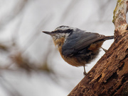 21st Nov 2018 - Red-breasted Nuthatch profile