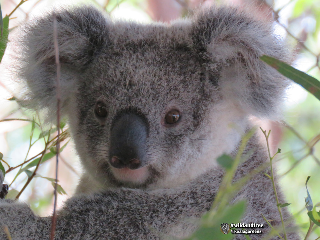 our Krissy by koalagardens