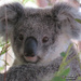 our Krissy by koalagardens