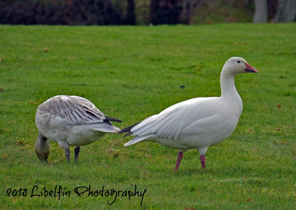 Snow Geese by kathyo