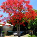 Flame tree in full bloom by 777margo