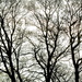 Bare Branches by redandwhite