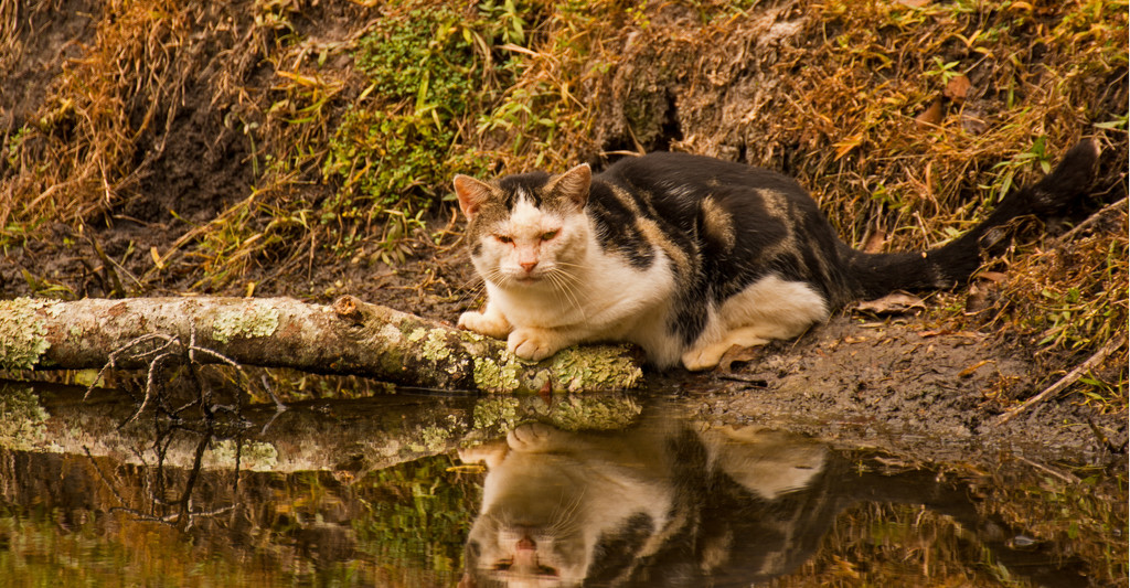 Feral Cat, Looking for a Fish! by rickster549