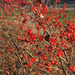 1114_15030 beautiful berries by pennyrae