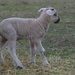 Singleton Lamb - Day 4 by kgolab