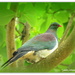 Kereru.. NZ Wood Pigeon... by julzmaioro