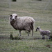 New Born Lamb & Mother - Singleton #2 day 1 by kgolab