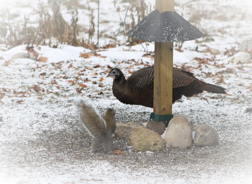 squirrel vs. turkey by edorreandresen