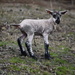 New Born Lamb - Singleton #2 day 1 by kgolab
