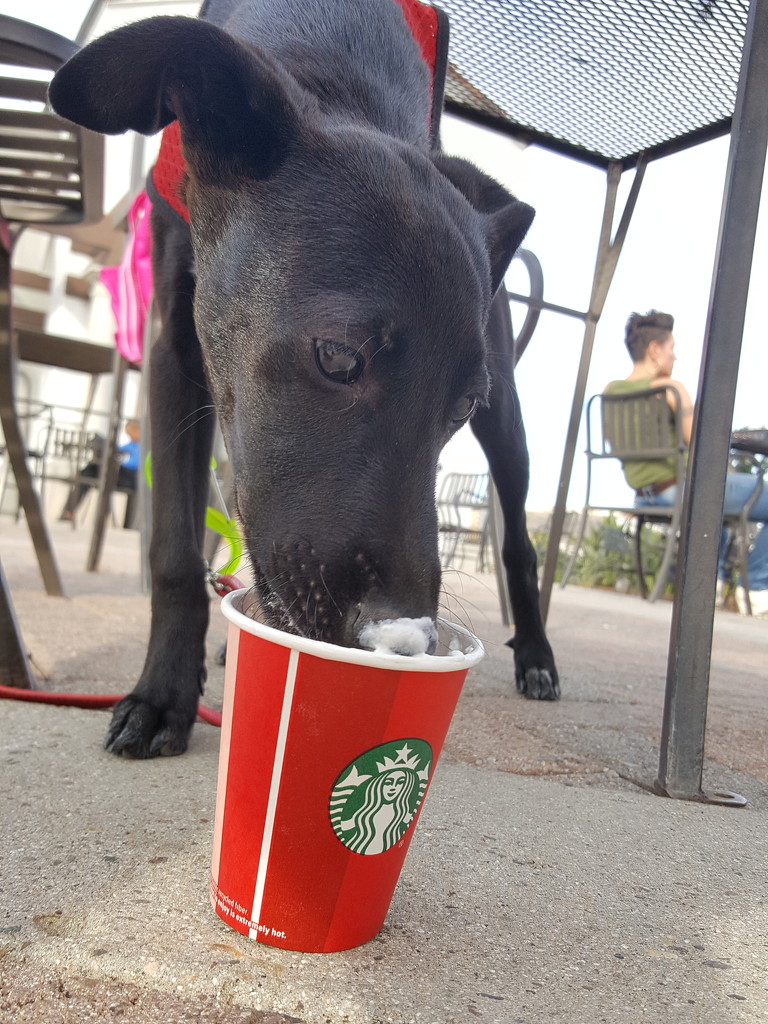 First Puppuccino by mariaostrowski