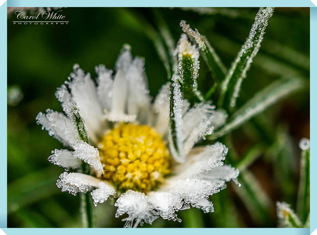 Frosted Daisy (best viewed on black) by carolmw