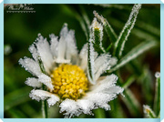 22nd Nov 2018 - Frosted Daisy (best viewed on black)