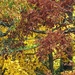 LHG_1151 HappyThanksgiving FallTrees by rontu