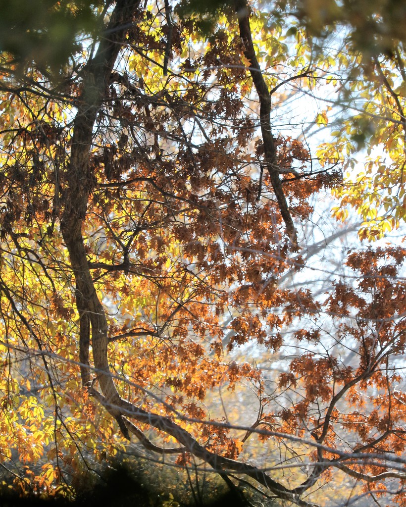 November 21: Leaves by daisymiller